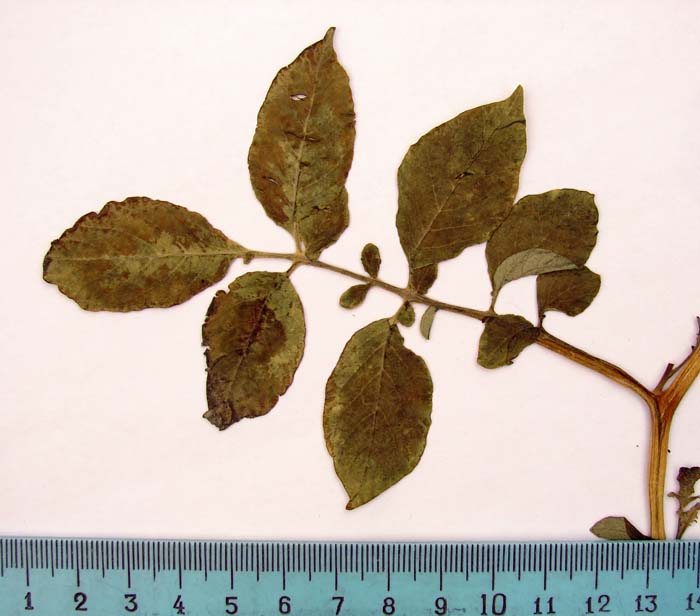 2_S. goniocalyx Paratypi 316 leaf